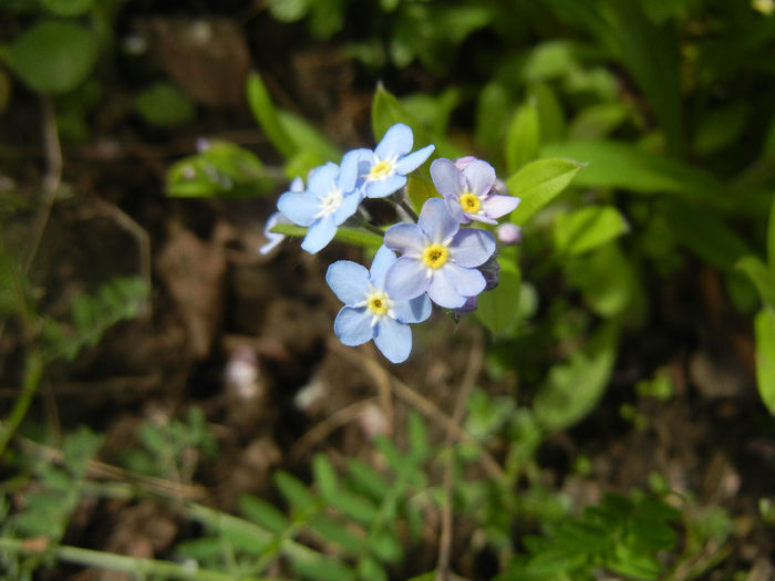 Myosotis alpestris (2014, April 13) - MYOSOTIS Alpestris