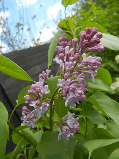 Syringa vulgaris_Lilac (2014, April 13)