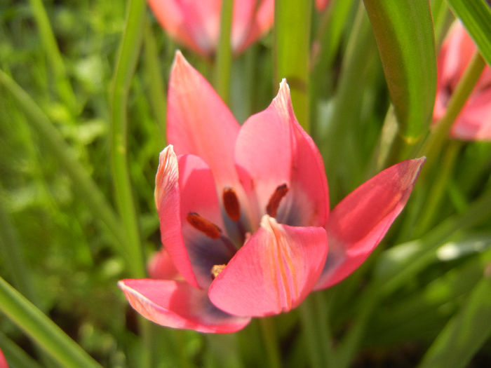 Tulipa Little Beauty (2014, April 14) - Tulipa Little Beauty