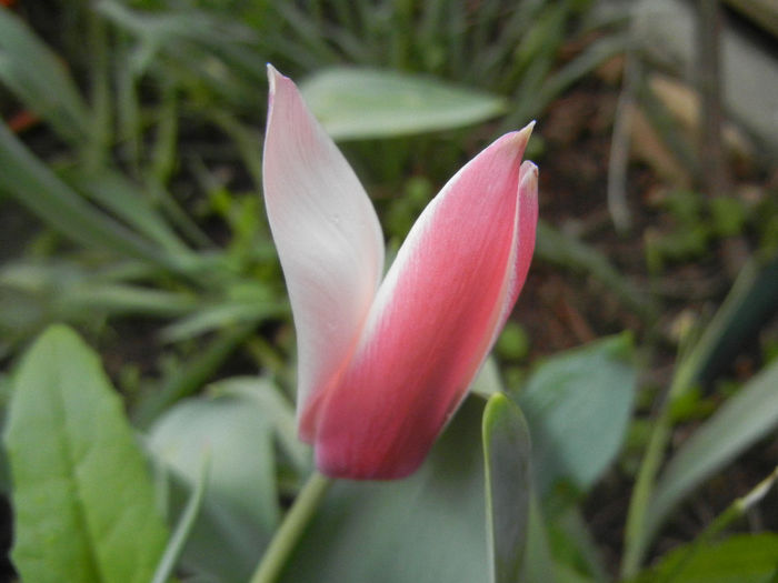 Tulipa Peppermint Stick (2014, April 15)