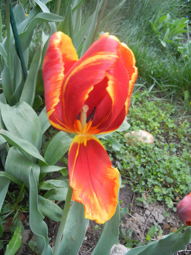 Tulipa Bright Parrot 92014, April 15)