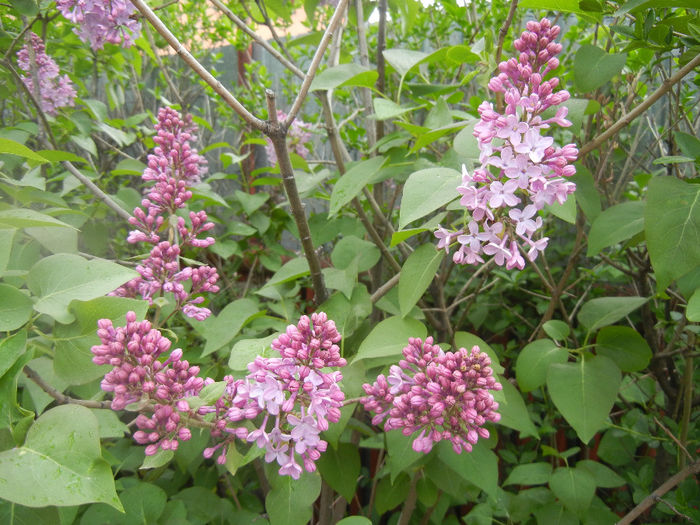 Syringa vulgaris_Lilac (2014, April 15)