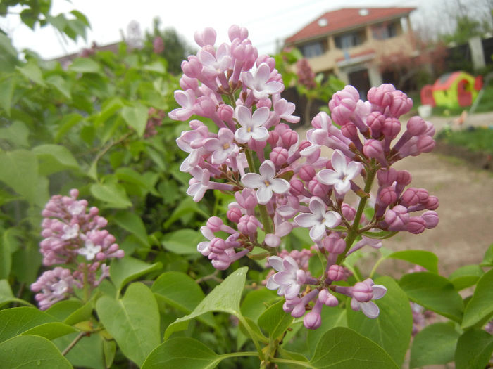 Syringa vulgaris_Lilac (2014, April 15)