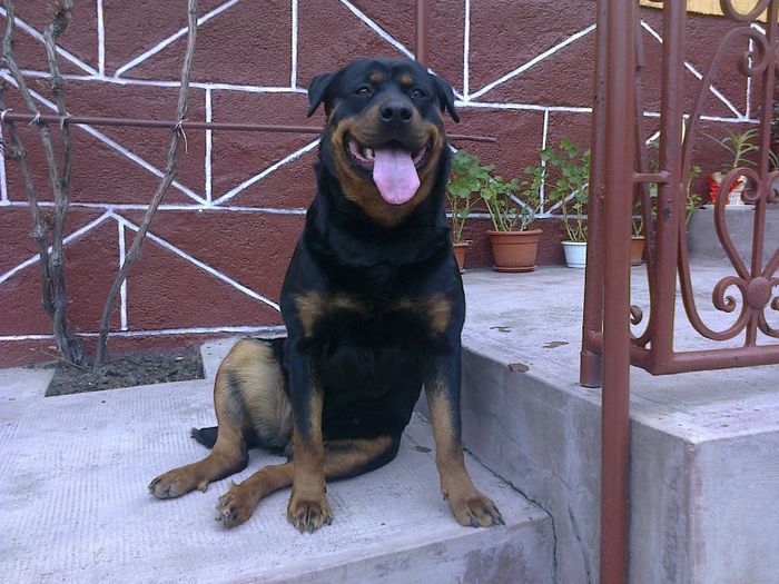 HERRA - HERRA_femela rottweiler