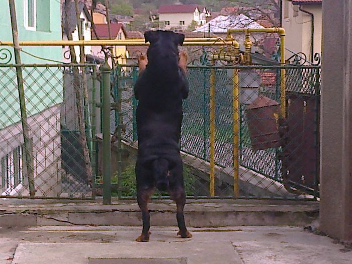 HERRA - HERRA_femela rottweiler