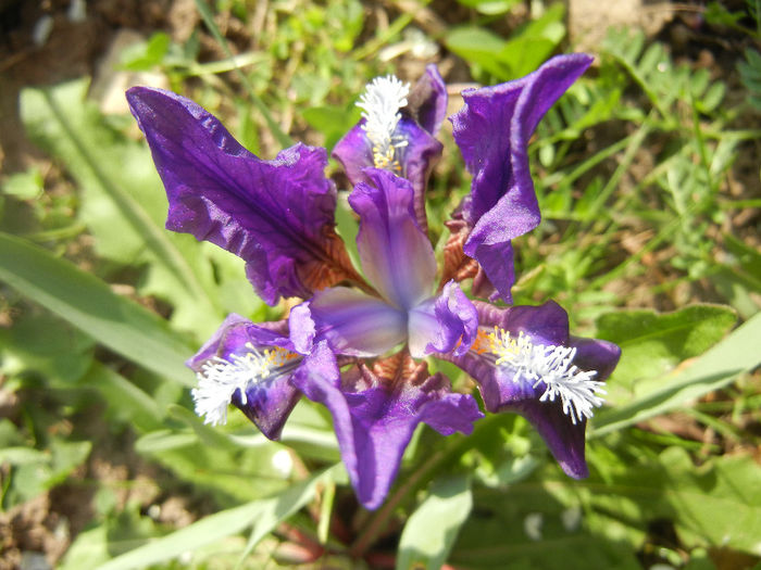 Iris pumila Purple (2014, April 04)