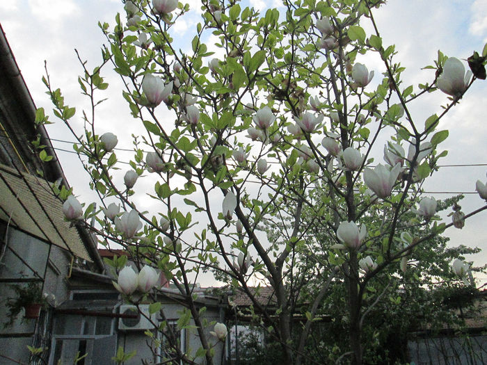 magnolia 2 - flori in aprilie 2014