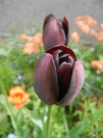 Tulipa Queen of Night (2014, April 19)