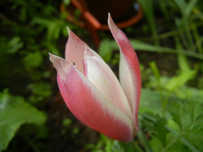 Tulipa Peppermint Stick (2014, April 20)