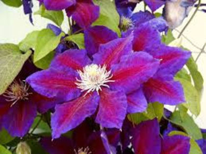 clematis julka