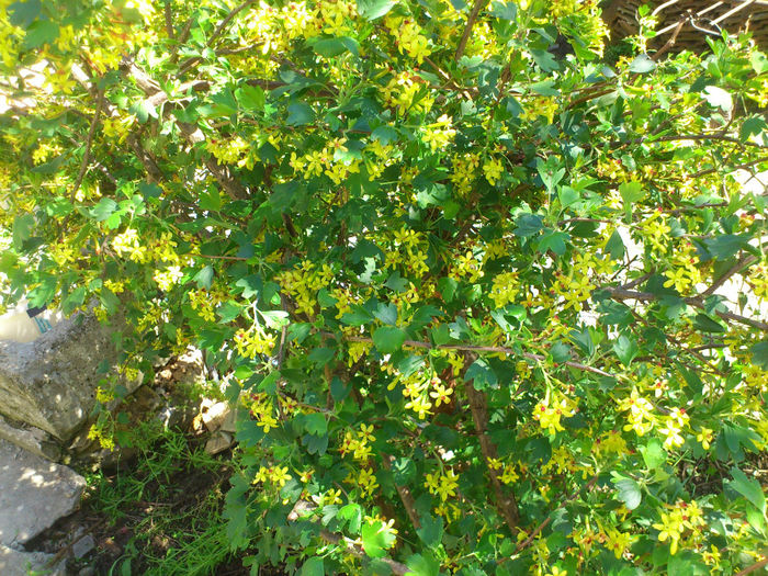 ribes aureum = odoratum 2014 - Plante Comestibile