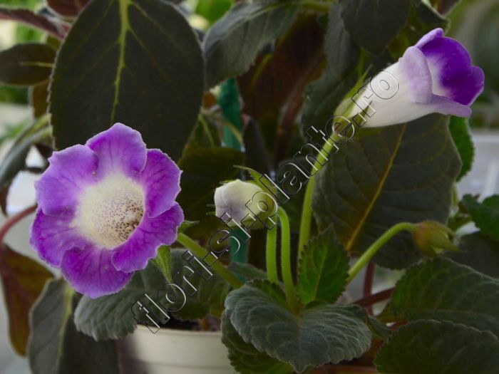 Sinningia Lucis ----- - GLOXINIA_SINNINGIA - Hibrizii mei -My hybrids