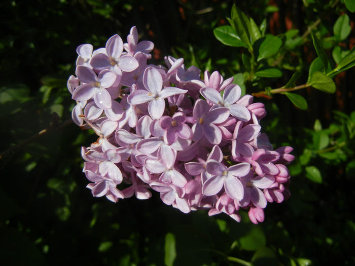 Syringa vulgaris_Lilac (2014, April 20)