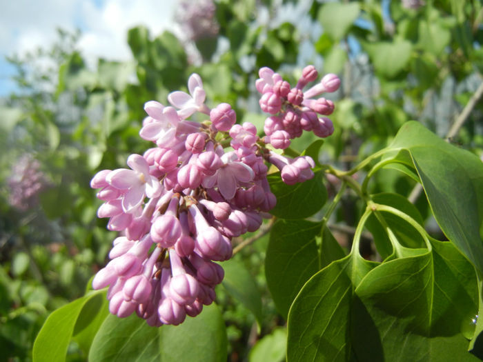 Syringa vulgaris_Lilac (2014, April 20)