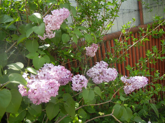 Syringa vulgaris_Lilac (2014, April 22)