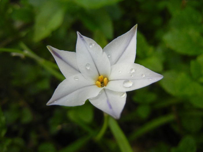 Ipheion Wisley Blue (2014, April 22) - Ipheion uniflorum Wisley Blue