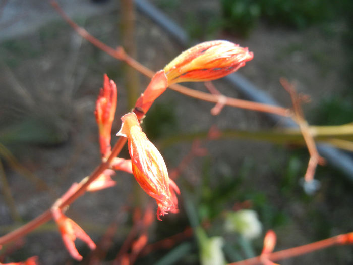 Acer palmatum Katsura (2014, March 19) - Acer palmatum Katsura