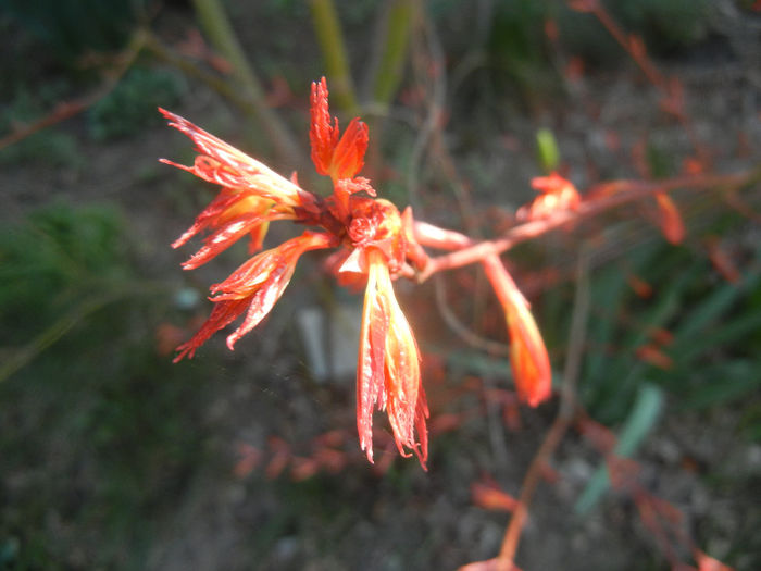 Acer palmatum Katsura (2014, March 19) - Acer palmatum Katsura