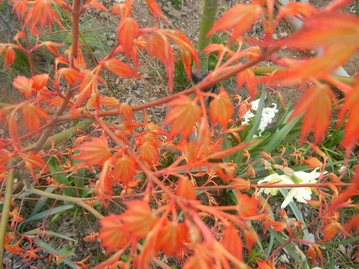 Acer palmatum Katsura (2014, March 23) - Acer palmatum Katsura