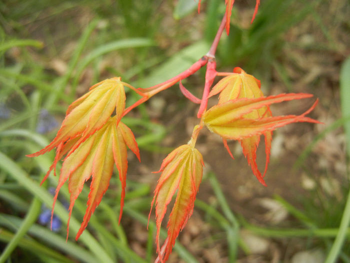 Acer palmatum Katsura (2014, March 25) - Acer palmatum Katsura