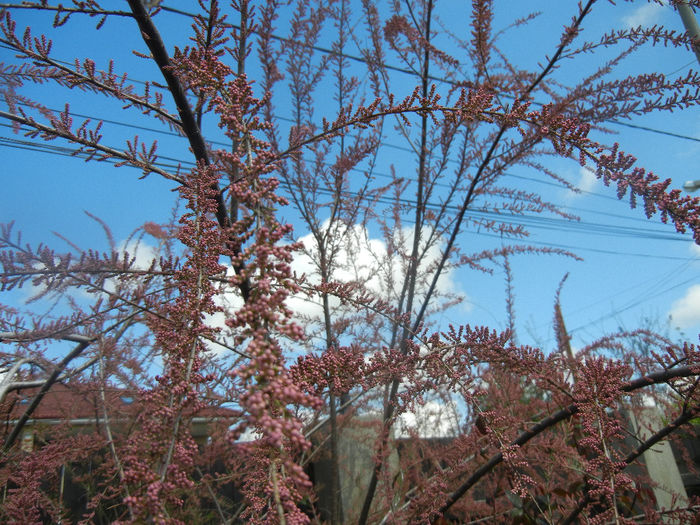 Tamarix tetranda (2014, April 20) - Tamarix tetranda