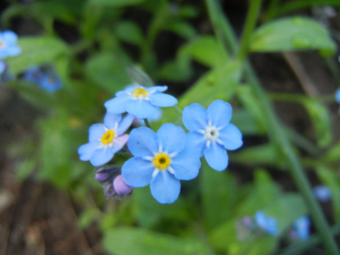 Myosotis alpestris (2014, April 20) - MYOSOTIS Alpestris