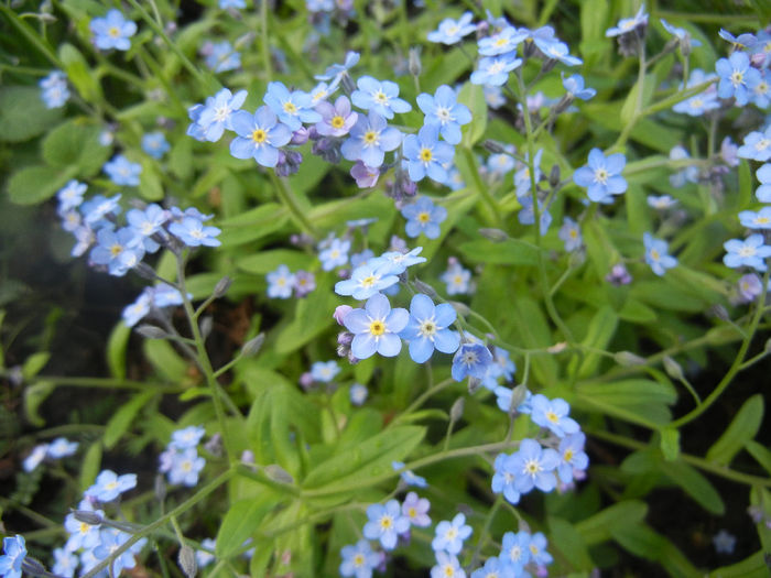 Myosotis alpestris (2014, April 20) - MYOSOTIS Alpestris