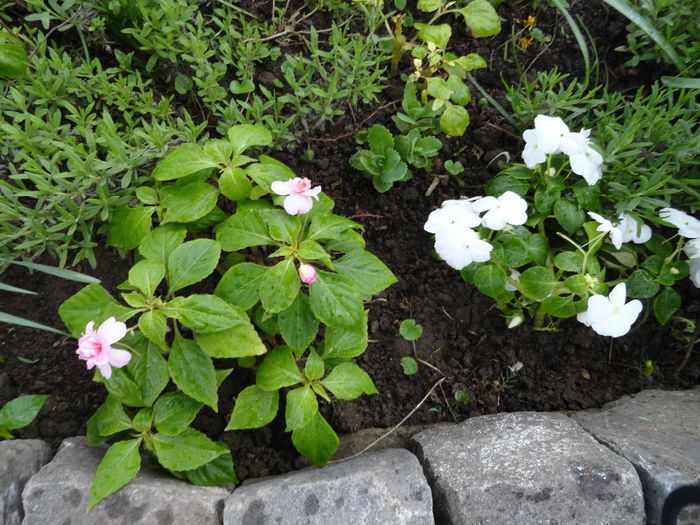 sporul casei in gradina - PLANTELE MELE DIN GRADINA2014