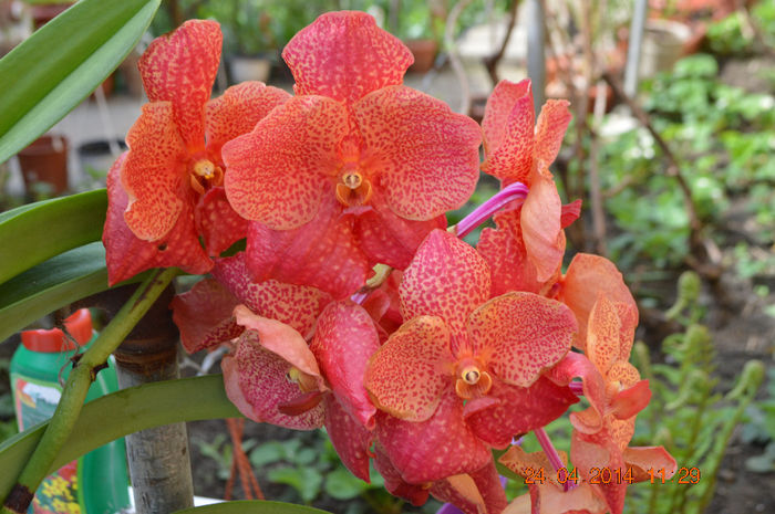 DSC_0208 - Vanda