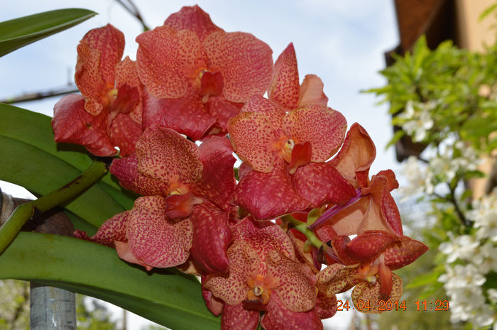 DSC_0209 - Vanda