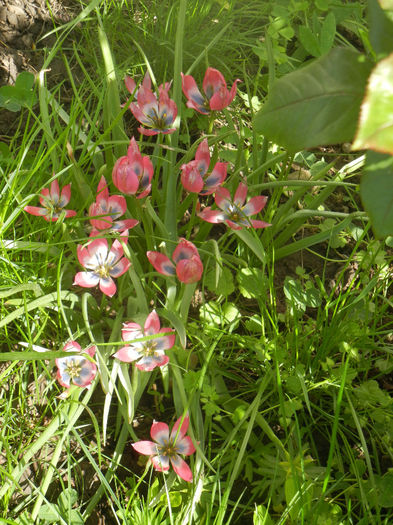 Tulipa Little Beauty (2014, April 21) - Tulipa Little Beauty