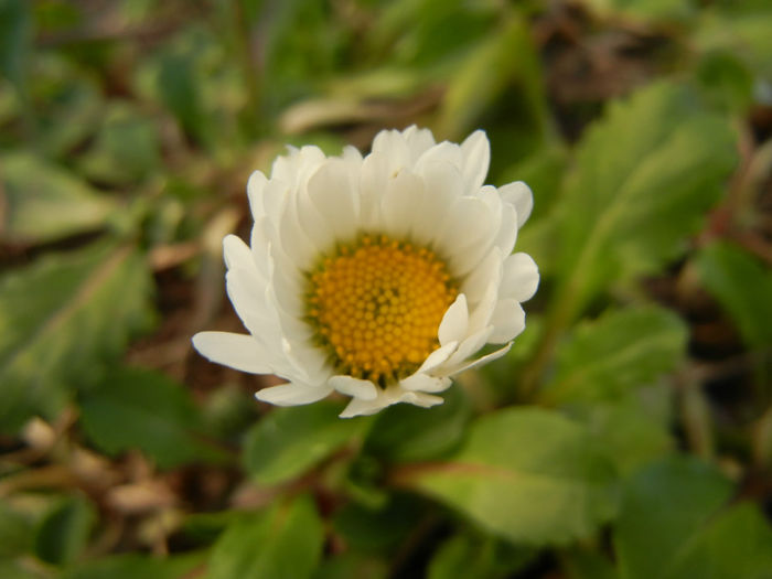 Bellis perennis (2014, March 16)