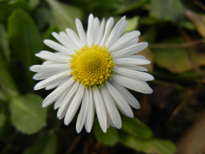 Bellis perennis (2014, March 17)