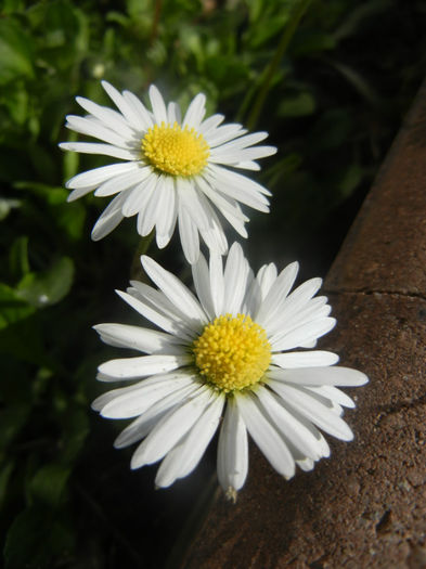 Bellis perennis (2014, March 27)