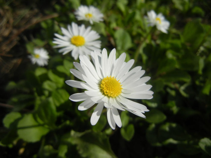 Bellis perennis (2014, March 27)