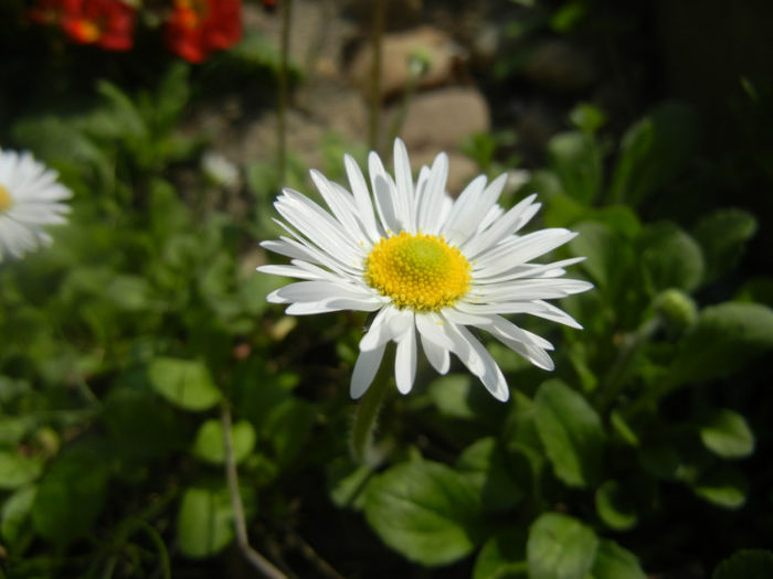 Bellis perennis (2014, April 01)