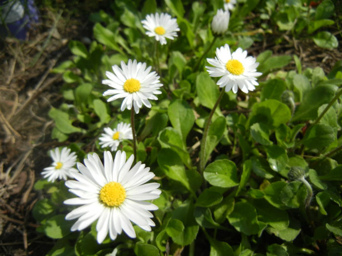 Bellis perennis (2014, April 01)