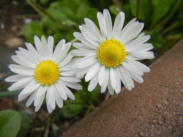 Bellis perennis (2014, April 13)