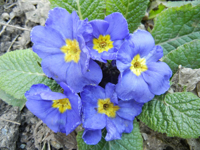 Blue Primula (2014, March 13) - PRIMULA Acaulis