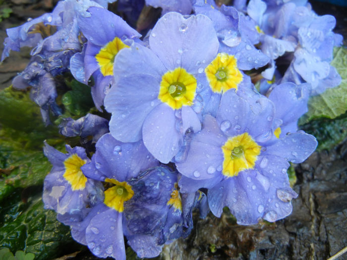 Blue Primula (2014, March 20) - PRIMULA Acaulis