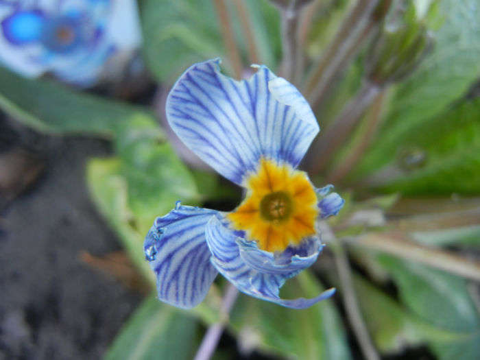 Primula Zebra Blue (2014, March 22) - PRIMULA Acaulis