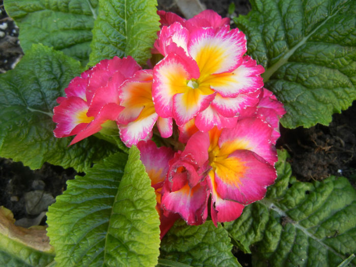 Primula (2014, March 27) - PRIMULA Acaulis