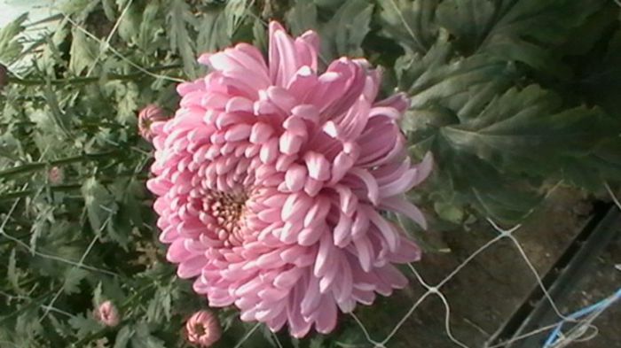 IMGA0776 - 6- crizanteme