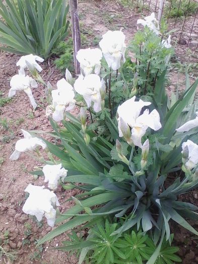 irisi albi