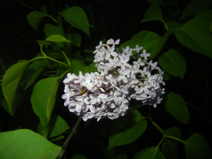 Syringa vulgaris_Lilac (2014, April 24)