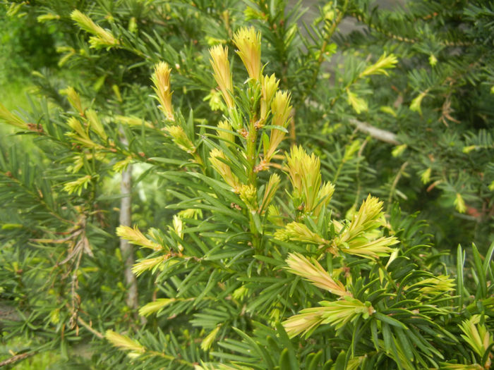 Taxus baccata (2014, April 27)
