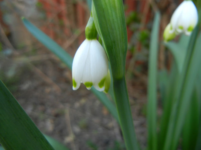 Leucojum aestivum (2014, March 29) - GHIOCEI_Leucojum aestivum