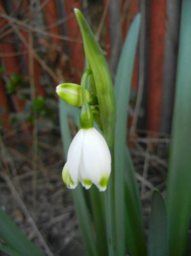 Leucojum aestivum (2014, March 29) - GHIOCEI_Leucojum aestivum