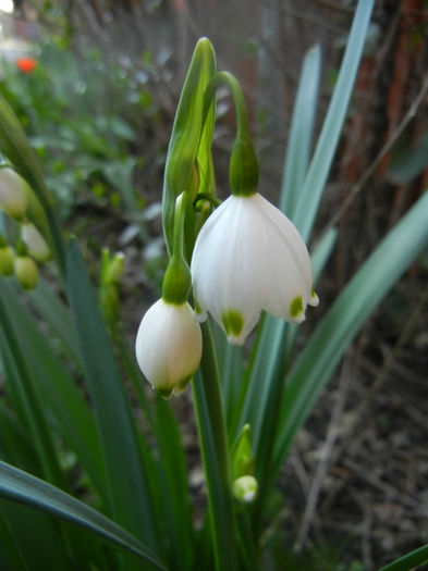 Leucojum aestivum (2014, March 29) - GHIOCEI_Leucojum aestivum