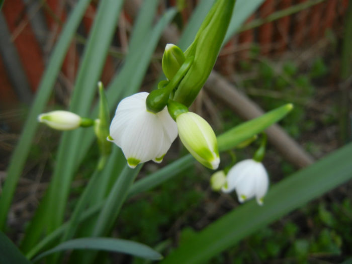 Leucojum aestivum (2014, April 01) - GHIOCEI_Leucojum aestivum